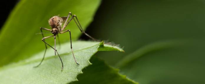 Stechmücken übertragen Rheuma-Viren